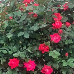 Meet your Posher, Shenetts